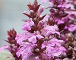 Ajuga reptans midnightmystery