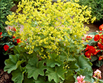 Alchemilla mollis robustica