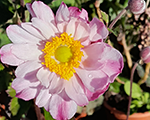 Anemone gardenbreezewhirlwindpink