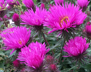 Ziemastere Jaunanglijas 'Vibrant Dome'