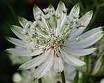 Astrantia major snowstar