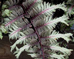 Athyrium niponicum crestedsurf