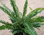 Blechnum spicant