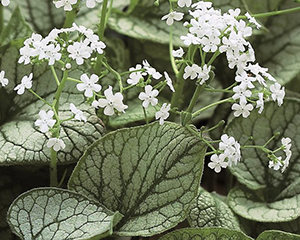 Brunnera liellapu 'Mister Morse'