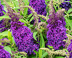 Buddleja butterflycandylittlepurple