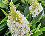 Buddleja butterflycandylittlewhite