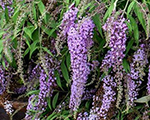 Buddleja wisterialane