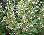 Calamintha nepeta subsp nepeta