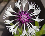 Centaurea montana purpleheart