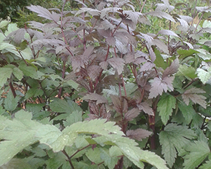 Sudrabsvece 'Metallic Black Berry'