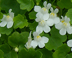 Cymbalaria muralis alba