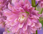 Delphinium highlanderflamenco