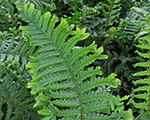 Dryopteris affinis polydactyladadds