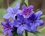 Buglossoides purpurocaerulea