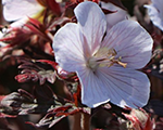 Geranium pratense blackandwhite