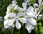 Phlox divaricata maybreeze