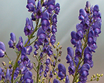 Aconitum napellus bluevalley