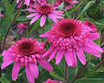 Echinacea deliciousstrawberry