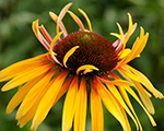 Echinacea funkyyellow