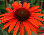 Echinacea hotlava