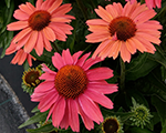 Echinacea meditationcerise