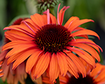 Echinacea meditationorange