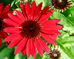 Echinacea pearldeepred