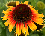 Echinacea pearlparrot