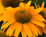 Echinacea pearlsunny