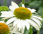 Echinacea pearlwhite