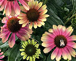 Echinacea pinklemonade