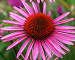 Echinacea picabella