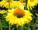 Echinacea pollynationgoldenyellow