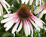 Echinacea prettyparasols