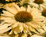 Echinacea sensationmango