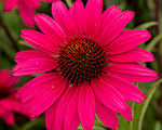 Echinacea sensationwildromance