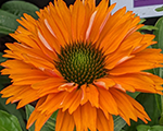 Echinacea sunseekersmineola