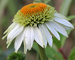 Echinacea milkshake