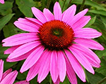 Echinacea rubygiant