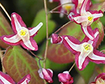 Epimedium rubrum galadriel