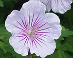 Geranium himalayense derrickcook