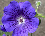 Geranium magnificum blueblood