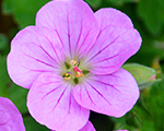 Geranium mavissimpson