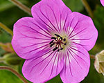 Geranium wallichianum kellyanne