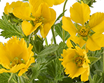 Geum coccineum tosaiyellow