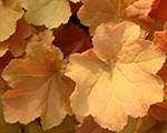 Heuchera caramel