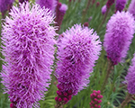 Liatris spicata fluffylady