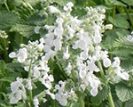 Nepeta faassenii alba