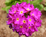 Primula denticulata promdeeprose