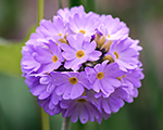 Primula denticulata promlilac